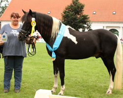 Bester Hengst und somit auch Bundesprämienhengst wurde der bereits 21 jährige Greenhorn aus der Zucht von Susanne Hoffmann/ Gestüt Lindenhof. Fotos: Rainer Kohl
